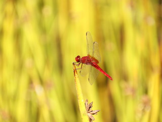 赤色がキレイなトンボ
