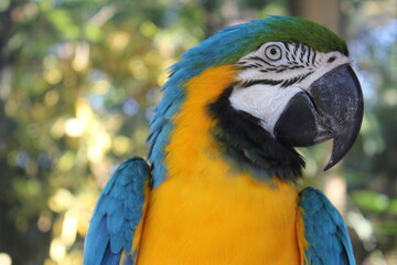 Macaw