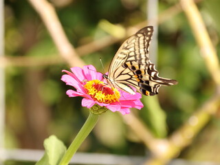 ピンクの花に止まるアゲハ蝶