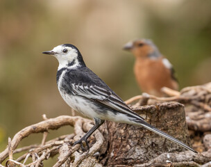Pied (or White) wagtail