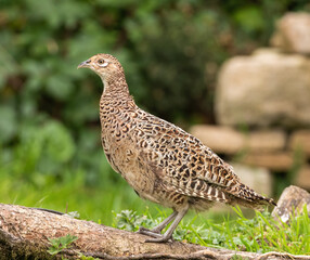 Pheasant (hen/female)
