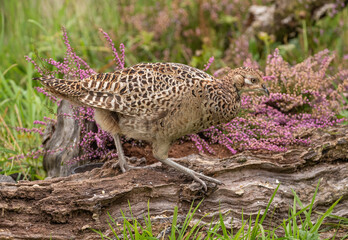 Pheasant (hen/female)