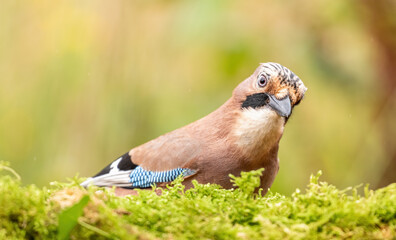 Eurasian Jay
