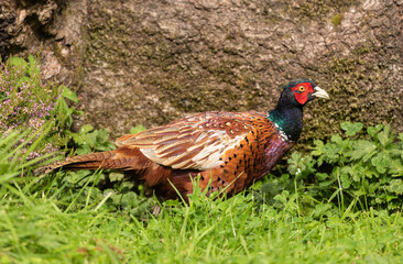 Cock pheasant