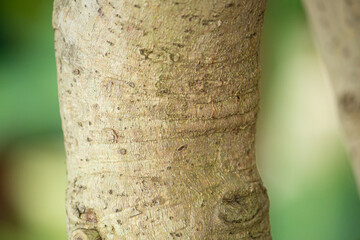 セイロンニッケイ（錫蘭肉桂、学名：Cinnamomum...