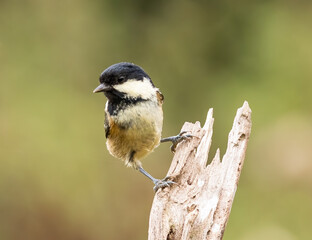 Coal tit (periparus ater)