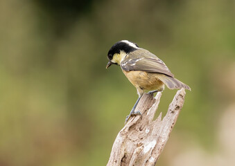 Coal tit (periparus ater)