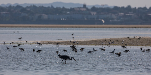 Heron on seashore