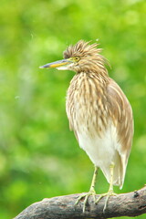 Chinese Pond Heron :Ardeola bacchus