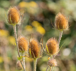 Obraz premium Teasel in Autumn