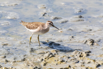 Piccolo Piro Piro, Actitis hypoleucos, uccello acquatico selvatico nel suo ambiente naturale, la laguna del mare. 