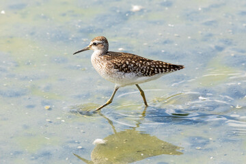 Piccolo Piro Piro, Actitis hypoleucos, uccello acquatico selvatico nel suo ambiente naturale, la laguna del mare. 