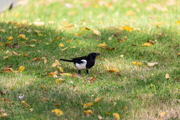 Magpie walking on the grass field