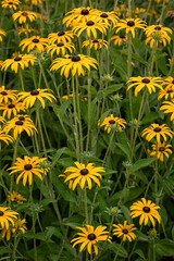 Flowers of Rudbeckia fulgida  deamii in late summer in the garden
