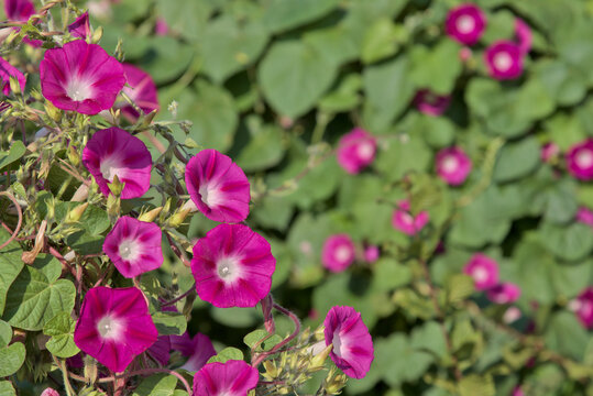 Wilec Purpurowy (Ipomoea Purpurea)