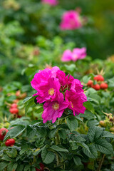Flowers of Rosa rugosa in late summer in the garden