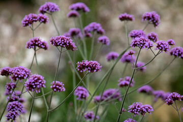 Flowers of Verbena bonariensis in a garden in summer