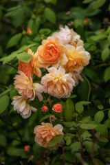Obraz na płótnie Canvas Flowers of Rosa Grace 'Auskeppy' in summer in the garden