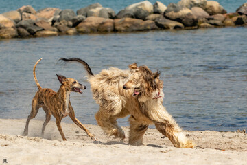 Hunde am Strand