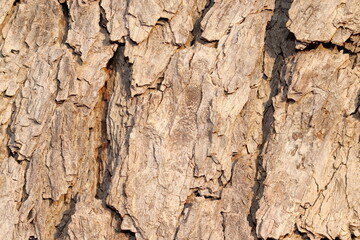 Beautiful and attractive texture pattern of neem tree bark useful for background design