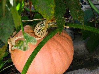 Orange pumpkin in vegetable garden