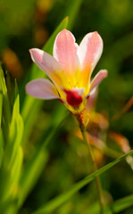 Beauty of blurry flowers.