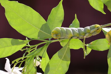 big green caterpillar sitting on a branch of jasmine tree