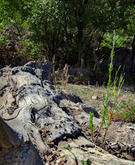 waterfall in the forest