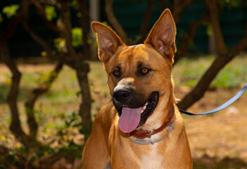 Brown Portuguese Pedingo portrait.