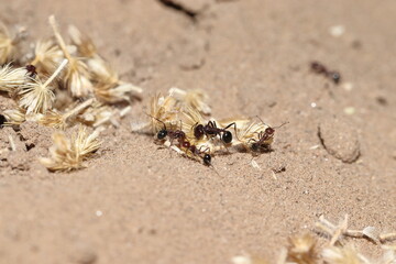 ants trying to carry the grain husk together