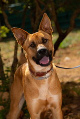 Brown Portuguese Pedingo portrait.