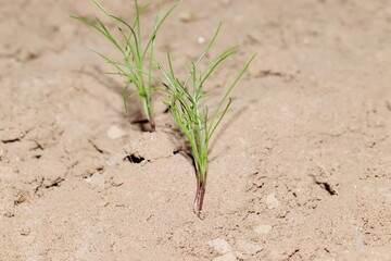 Small plant of fresh organic hybrid cumin germinates from seed and grows and jeera plant