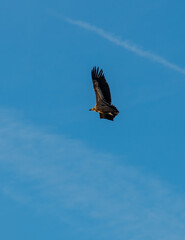 Griffon vulture flying.