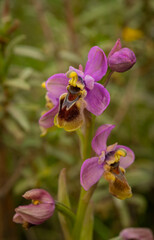 Wild Orchid Algarve Portugal.