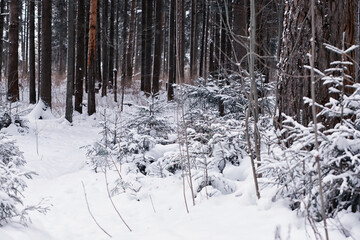 Winter forest. Landscape of the park in winter. Snow-covered trees at the edge.