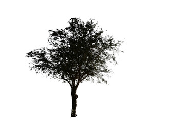 black tree with white background
