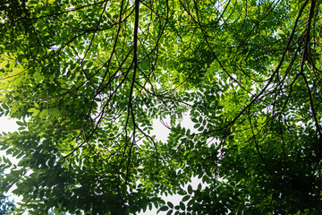 City park with trees and plants and small bridge road background