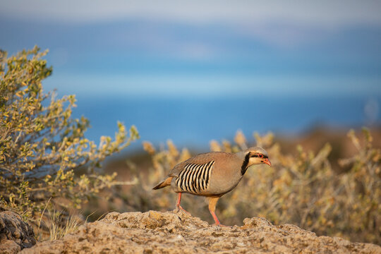 Rock Partridge in the wild