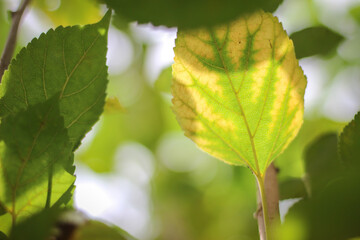 Mulberry leaves and branches with leaf bokeh in the background.