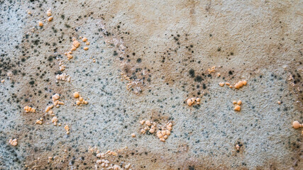 Mold on old wooden planks caused by moisture