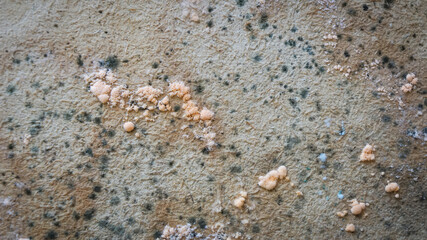 Mold on old wooden planks caused by moisture