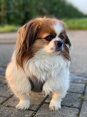 Kleiner Hund steht auf einem Gehweg und blickt leicht seitlich nach links.
Tibet Spaniel, Tibetan Spaniel, Shi Tzu, Pekinese, Pekingese, little Dog, Haustier