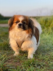 Kleiner Hund auf einer Wiese am Feldrand mit einem Blick in die Kamera.
Tibet Spaniel, Tibetan Spaniel, Shi Tzu, Pekinese, Pekingese, little Dog, Haustier