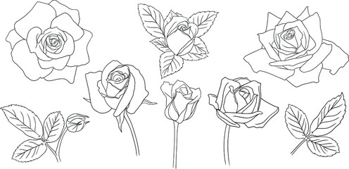 Rose flower outline vector. Hand drawn vector set