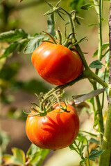 organic garden tomatoes in Bistrita  Romania  2021, August