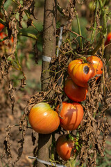 organic garden tomatoes in Bistrita  Romania  2021, August
