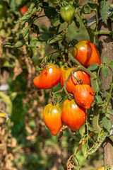 organic garden tomatoes in Bistrita  Romania  2021, August