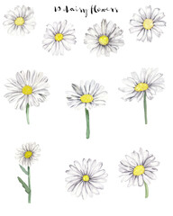 Watercolor daisy flowers isolated on white background. Hand painted hand drawn forest field wild flowers Great for greeting card, postcard, invitations, scrapbook, wedding, planner, stickers. Nature.