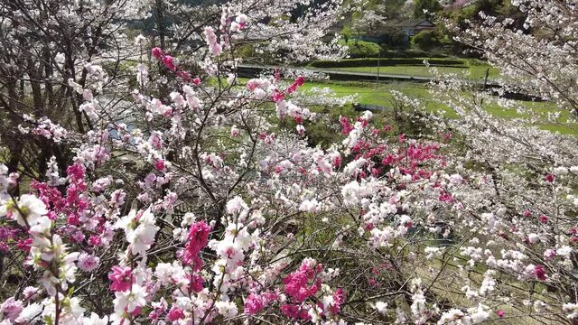 春を知らせる満開の桜と花桃
