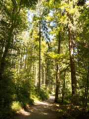 Fototapeta na wymiar Forest trail around Lake Kirchsee by Sachsenkam in Upper Bavaria, Nature reserve Ellbach-Kirchseemoor (Germany)
